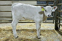 Camera at Kanturk Mart April 26 17.jpg