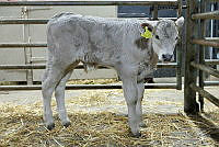 Camera at Kanturk Mart April 26 16.jpg