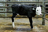 Camera at Kanturk Mart April 26 11.jpg