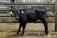 Camera at Kanturk Mart April 26 15.jpg